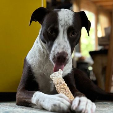 A black and white dog chewing on a treat indoors.
