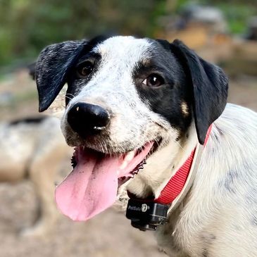 Happy black and white dog with tongue out and red collar.
