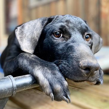 A black dog resting its head and paws on a metal bar, looking thoughtful.