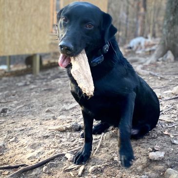 Black Labrador holding a large stick in its mouth outdoors.