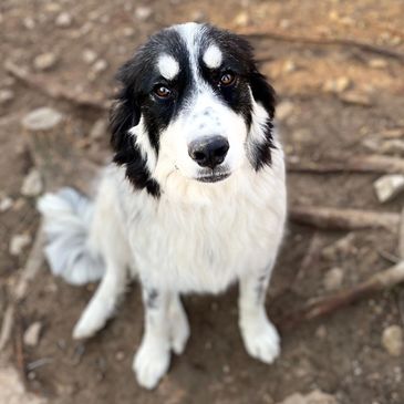A fluffy black and white dog sitting and looking up.