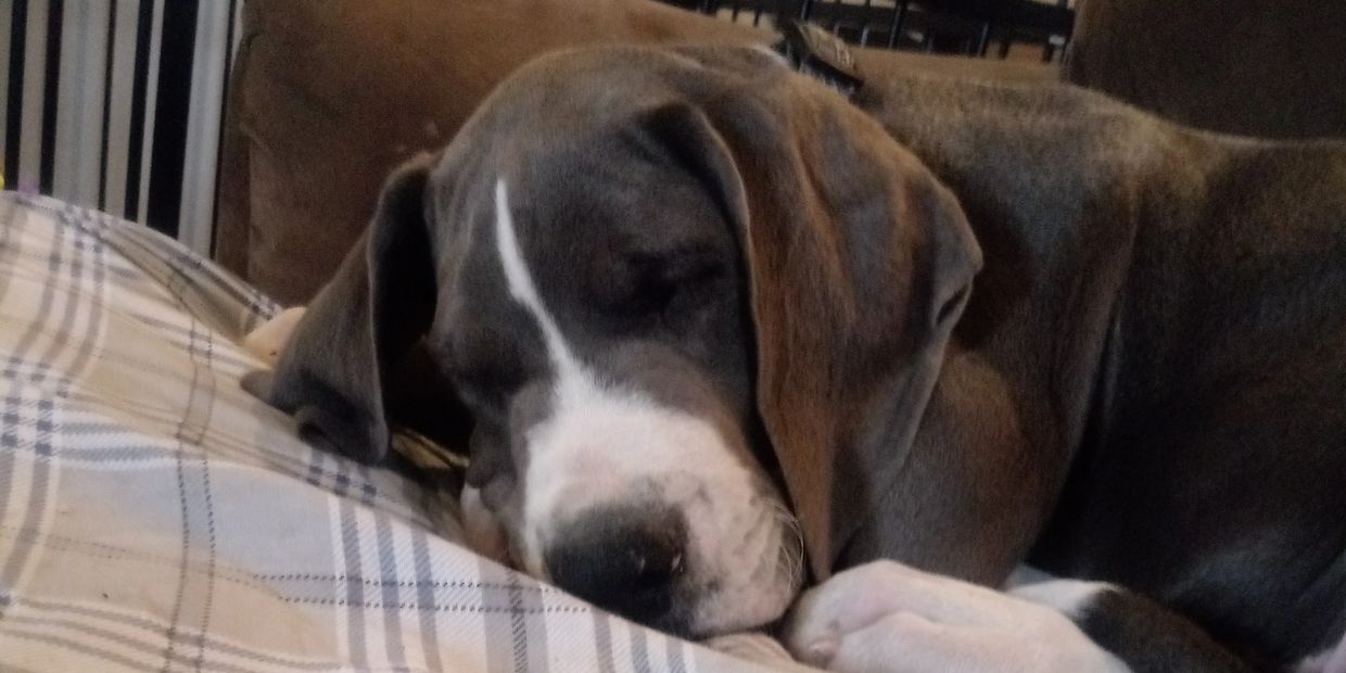 Great Danes of Flat Rock Great Dane, Great Dane, Puppy, Pets