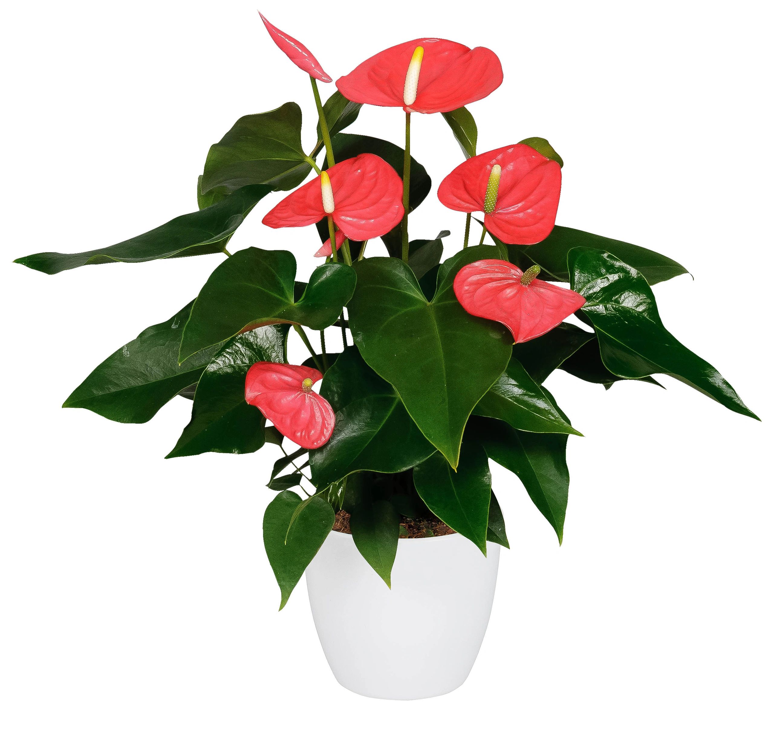 fiddle leaf fig where to buy Fiddle Leaf Fig 14