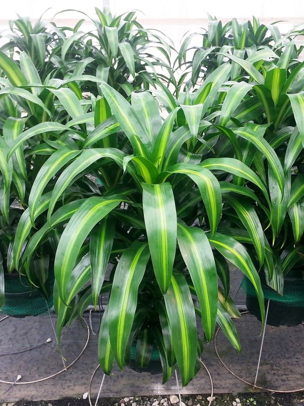 calathea ornata rosa Goeppertia Ornata