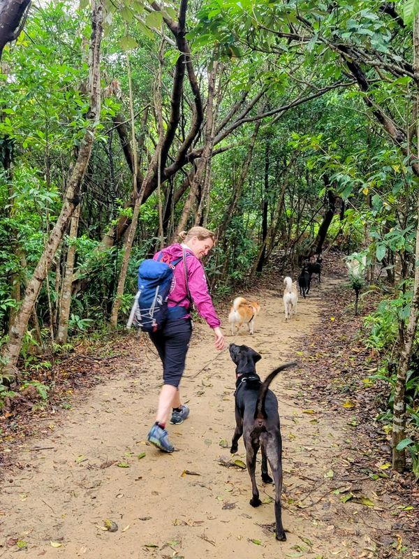Dogs and person on hiking trail
