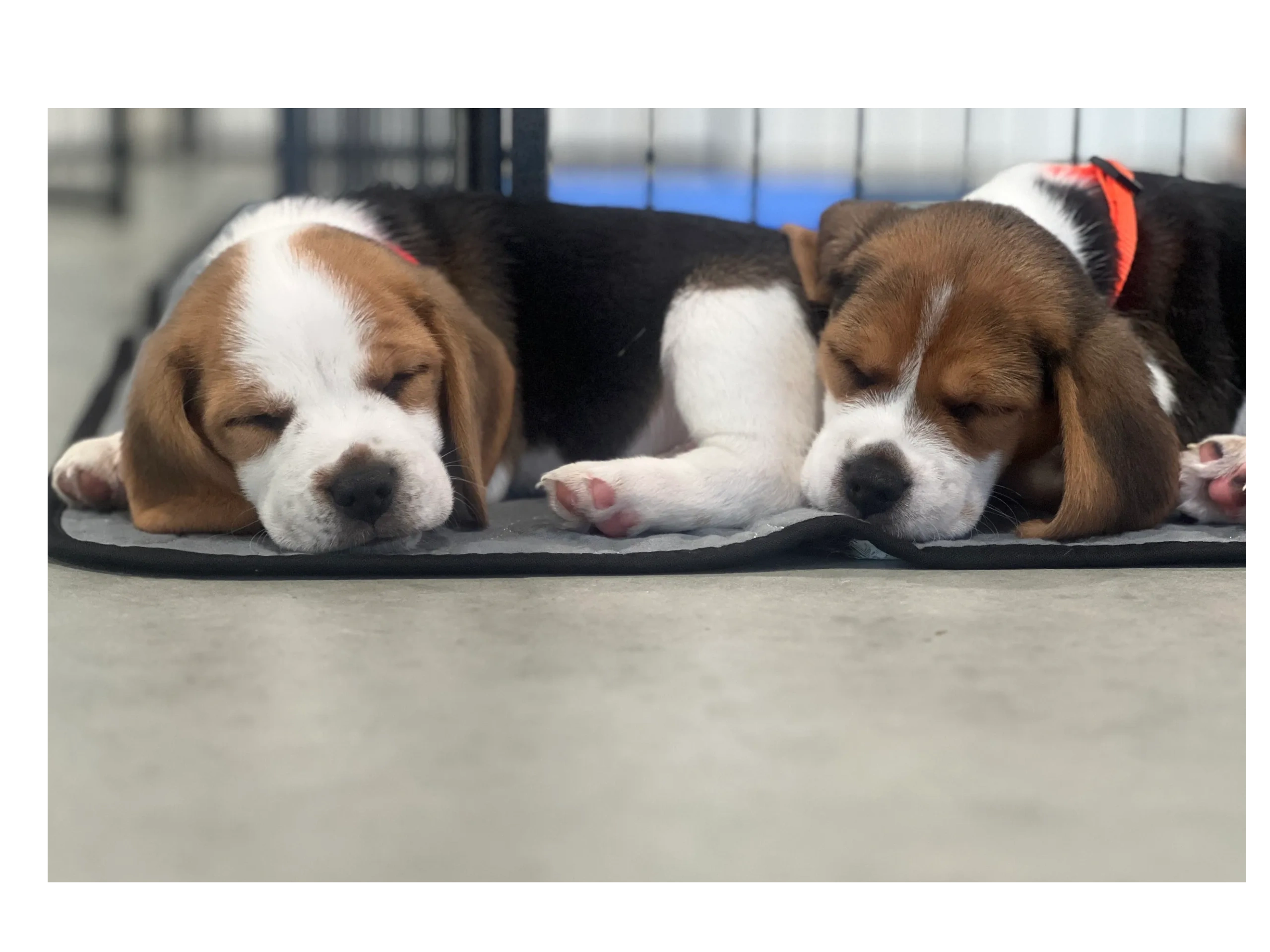 Beagle Tracklist About Leslie Beagles | Trusted Beagle Breeder