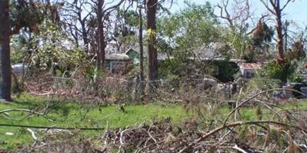 Yard Cleanup Picture.
