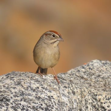 Rufous-crowned Sparrow