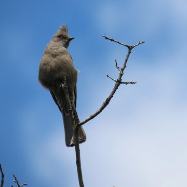 Female Phainopepla