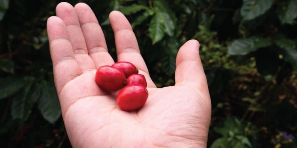 cerezas del café caracolillo