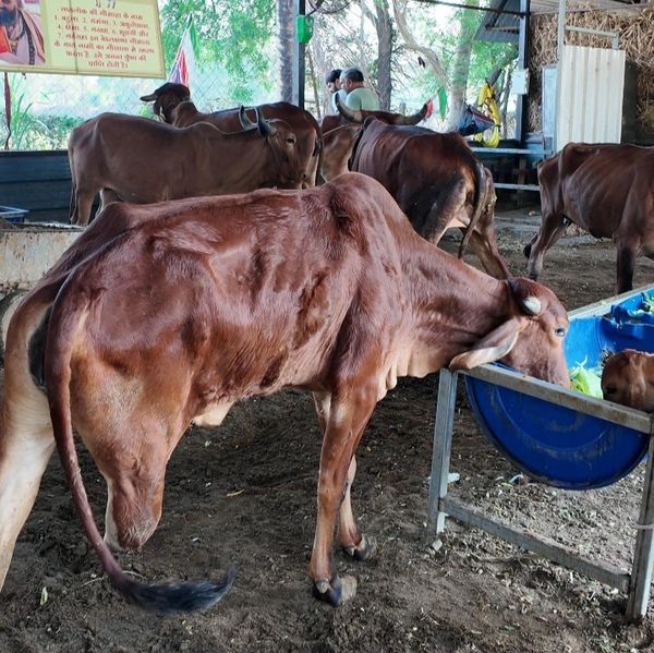 Cow eating from a blue feeder in a farm shelter.
