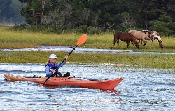 Come on a grand tour around the islands. We will get you up close and personal with all the wildlife