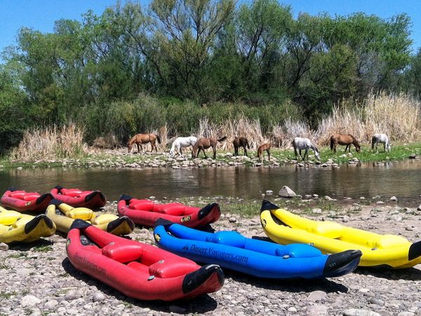 Taking a break during a guided kayak tour to watch the wild horses on the Lower Salt River.