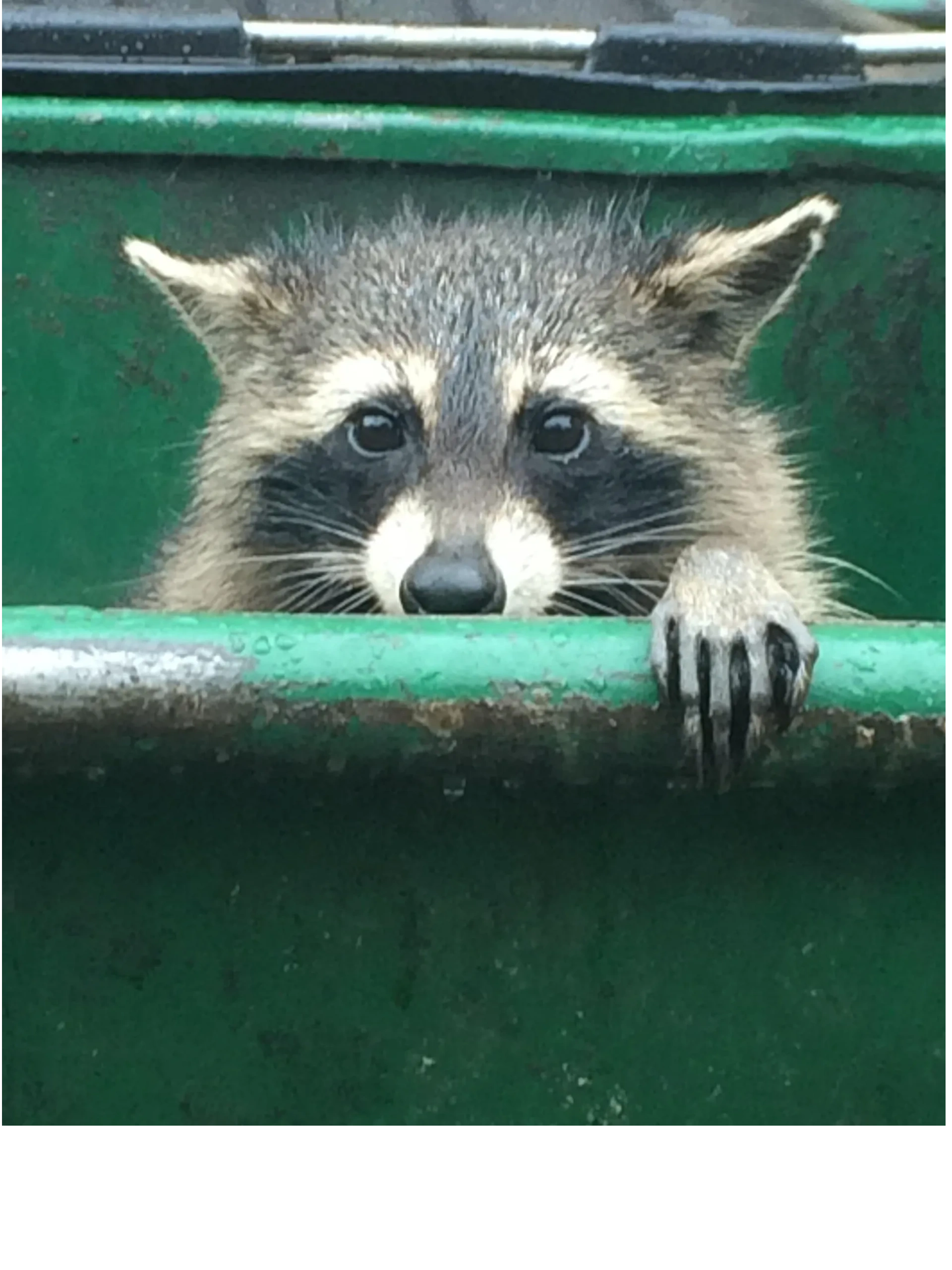 Trash Panda