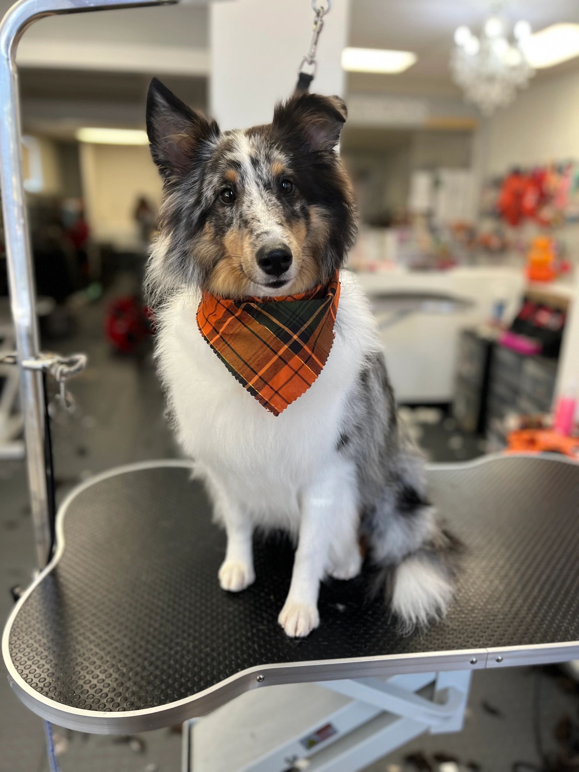 Unleash the Ultimate Grooming Experience with Furrever Friends