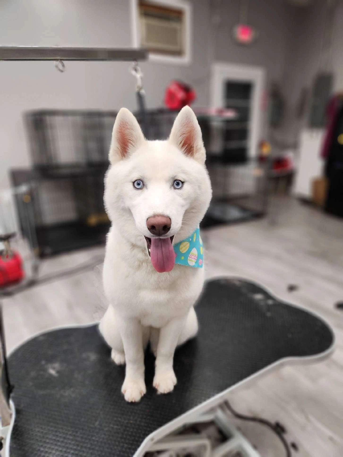 How Prof Grooming Can Improve Your Dog's Health and Happiness