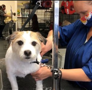 Experienced Groomer in Liverpool