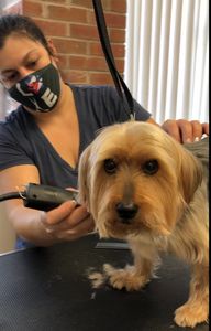 Experienced Dog Grooming in Manlius