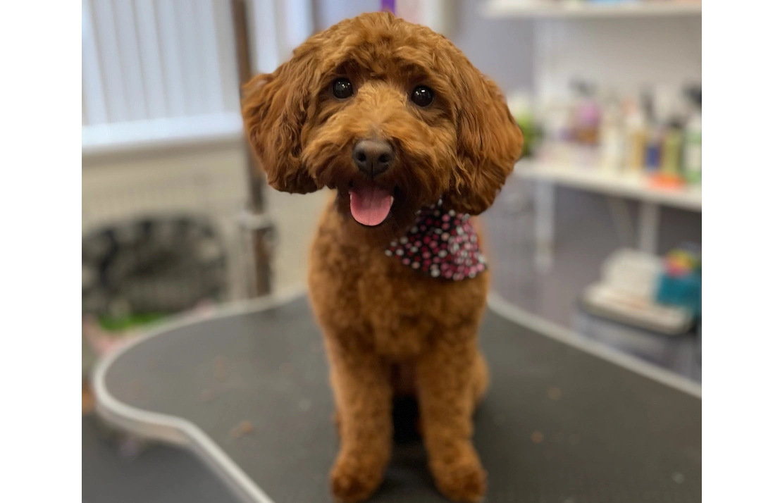 Pet Groomer Furrever Friends Pet Boutique & Grooming Salon Furrever