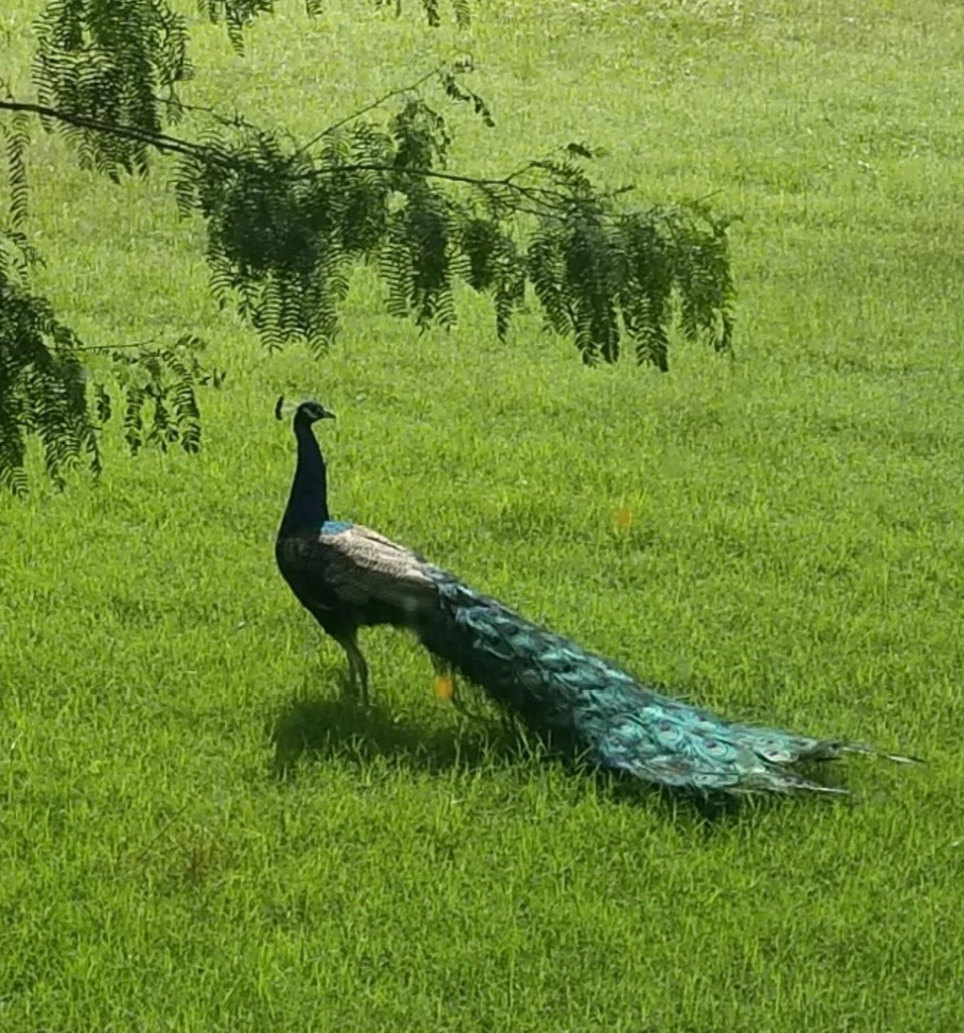 A peacock standing on lush green grass under a leafy branch.