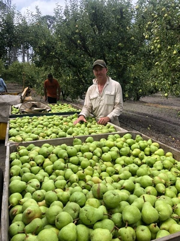 Woman stands behind large bins of green pears in an orchard.