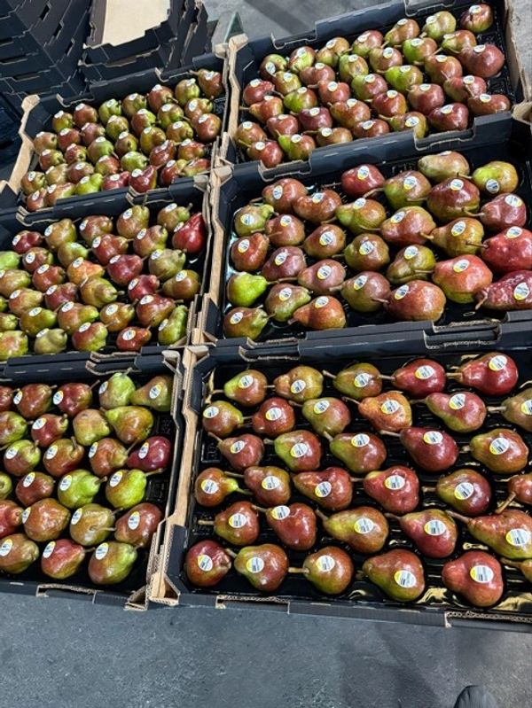 Crates filled with neatly arranged pears.
