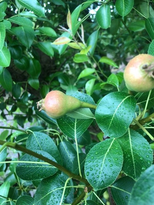 Young pear fruit growing on a tree with dewy leaves.