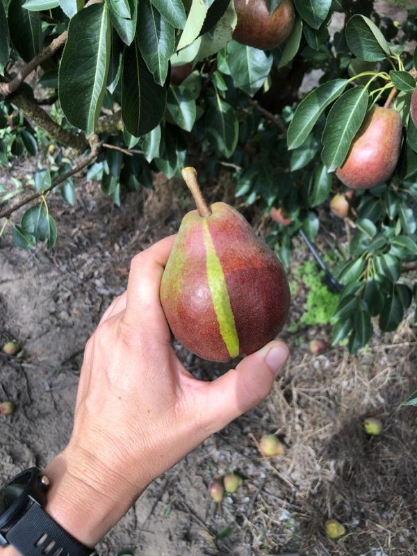 Hand holding a uniquely striped pear from a tree.