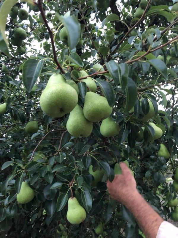 Hand reaching for pears on a pear tree.