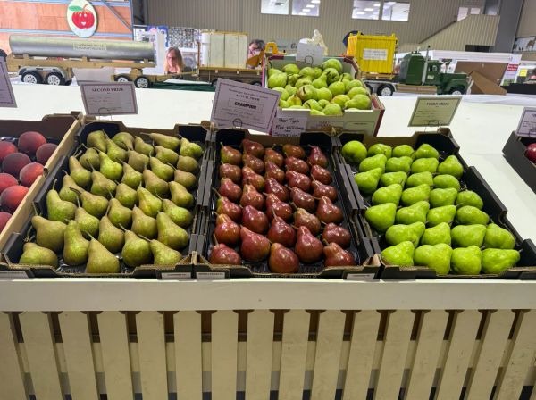 Belvedere Orchard's  Champion Pear Tray of Red Sensation Pears at the 2026 Stanthorpe Show. 
