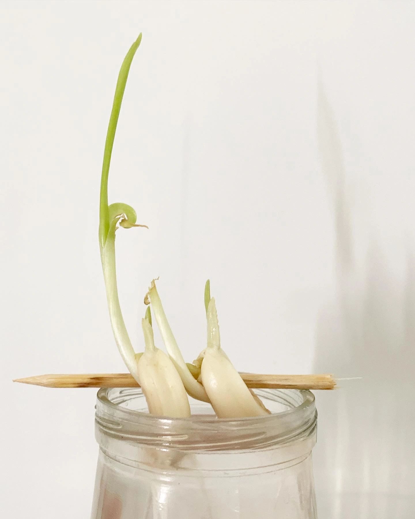 Garlic sprout