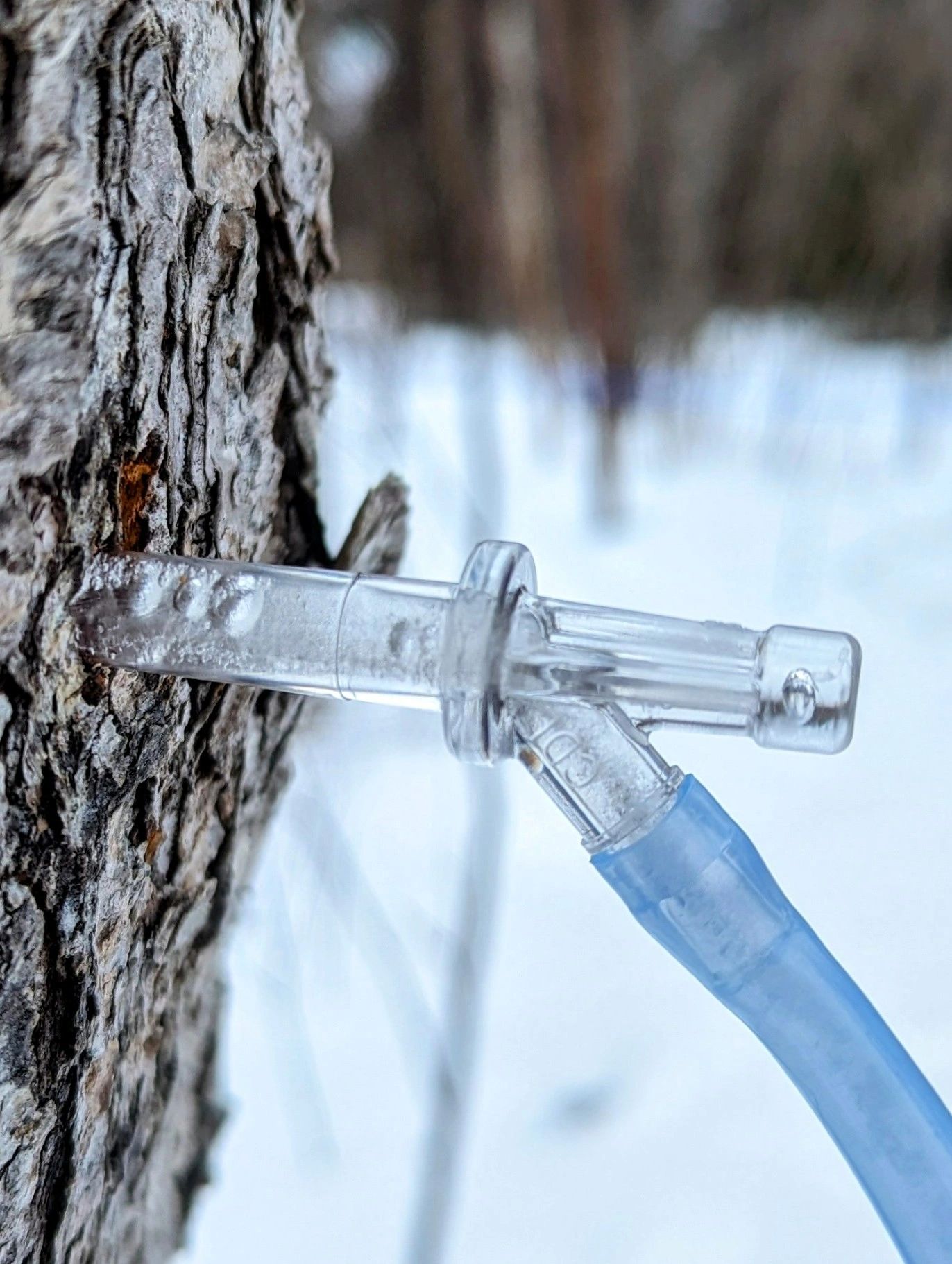 maple tree tapped in late winter