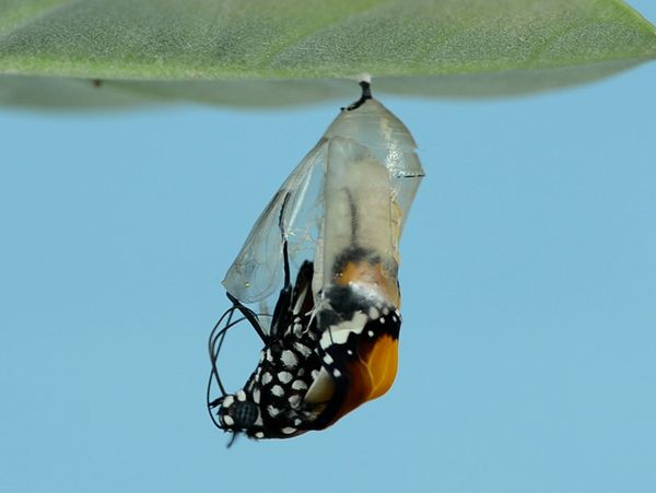 The butterfly emerging from the cocoon representing transformation with online tarot readings.