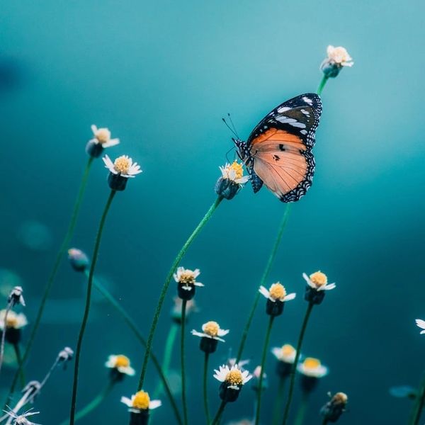 Butterfly sitting on flowers representing born to fly Tarot online readings
