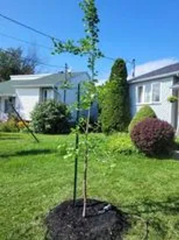 Plantation d'un Ginkgo Biloba à Napierville par service d'arbre Létourneau