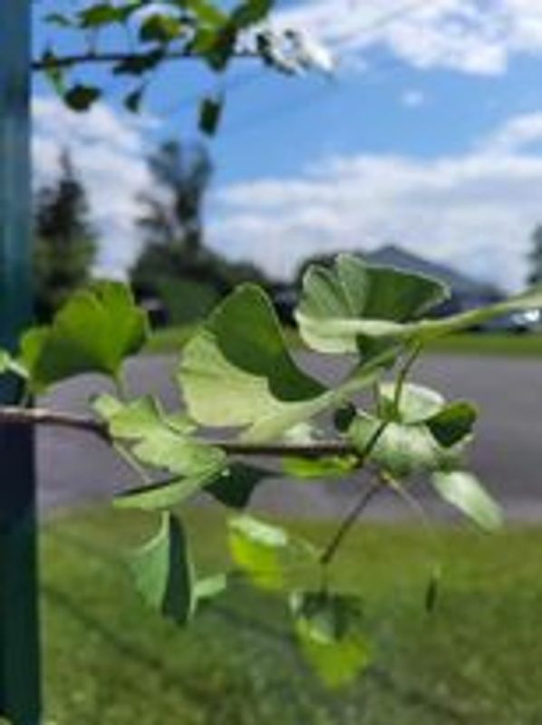 Plantation d'un Ginkgo Biloba à Napierville par service d'arbre Létourneau