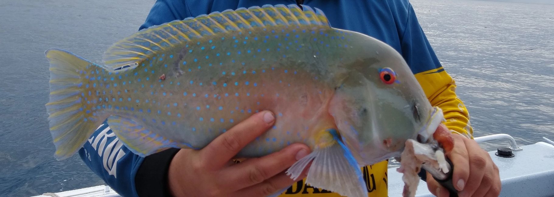 Truansea Charters Fishing Charter Bundaberg, Reef Fishing Truansea