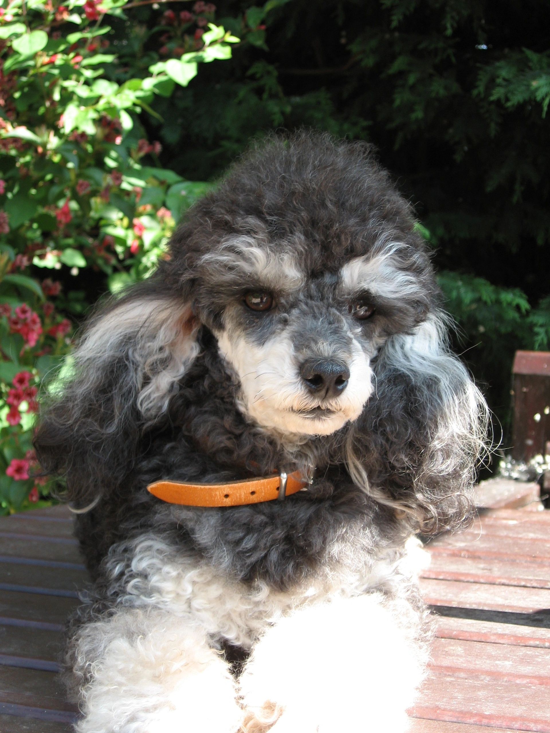Parangeles Toy Poodles