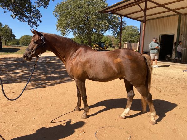 Name: Glendonwyn Hot Topic
Breed: Welsh x Quarter Horse
Gender: Gelding
Year Born: 2010
Color: Chest