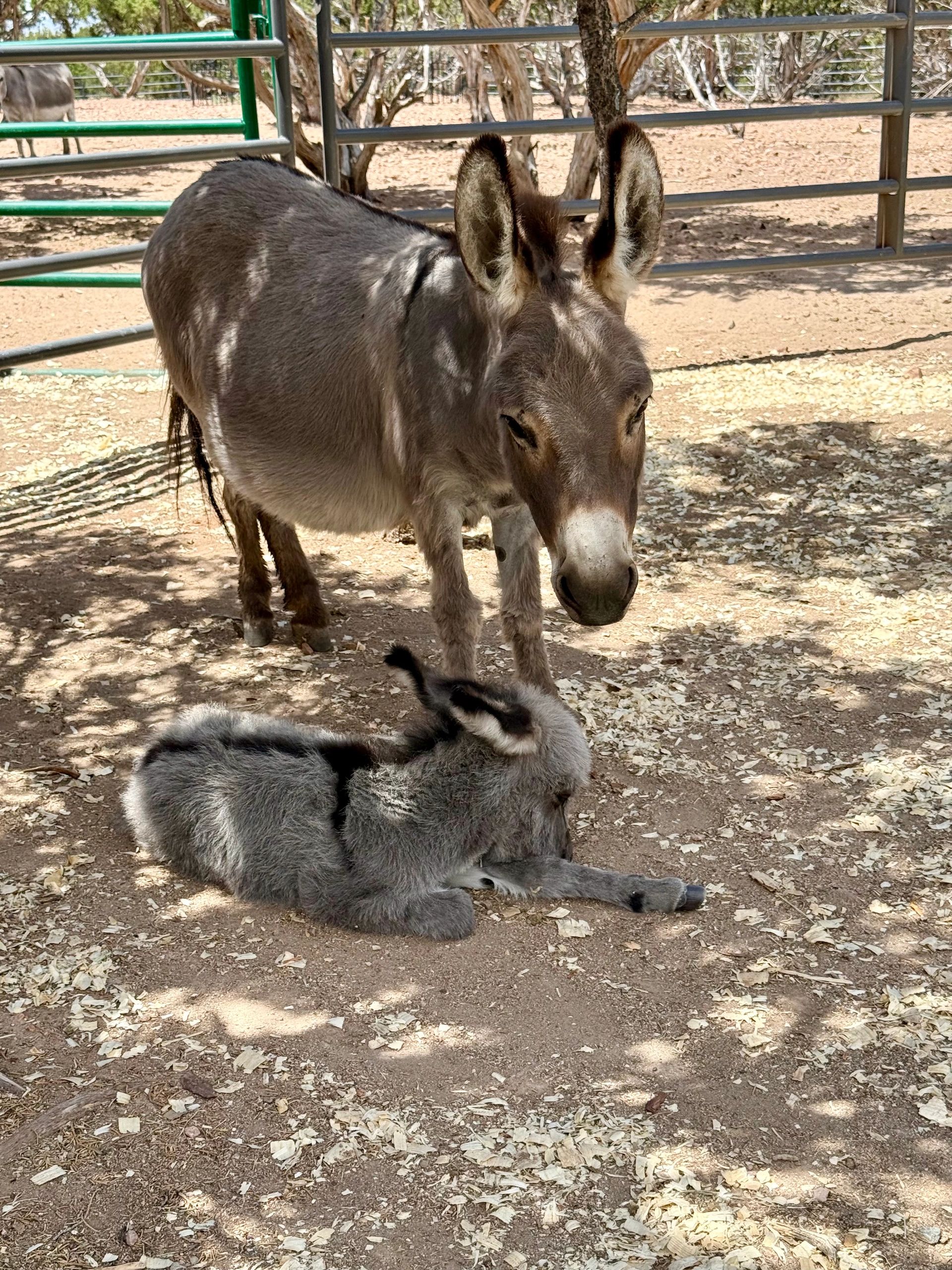 Coda and her newest baby, Ollie; born on June 12th