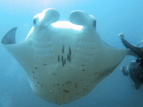 Join the experienced and passionate dive team at our dive center in Maldives