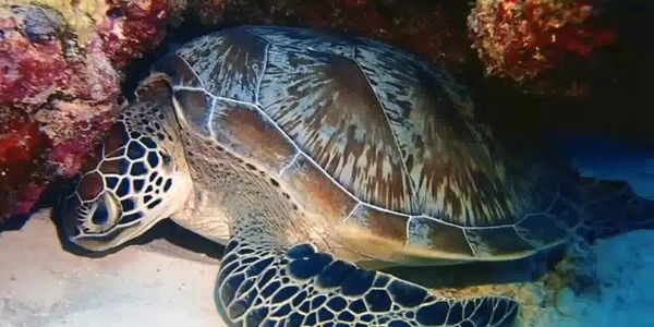 Kili, une tortue de mer reposant sur un récif de corail pendant que des plongeurs l'observent aux Maldives