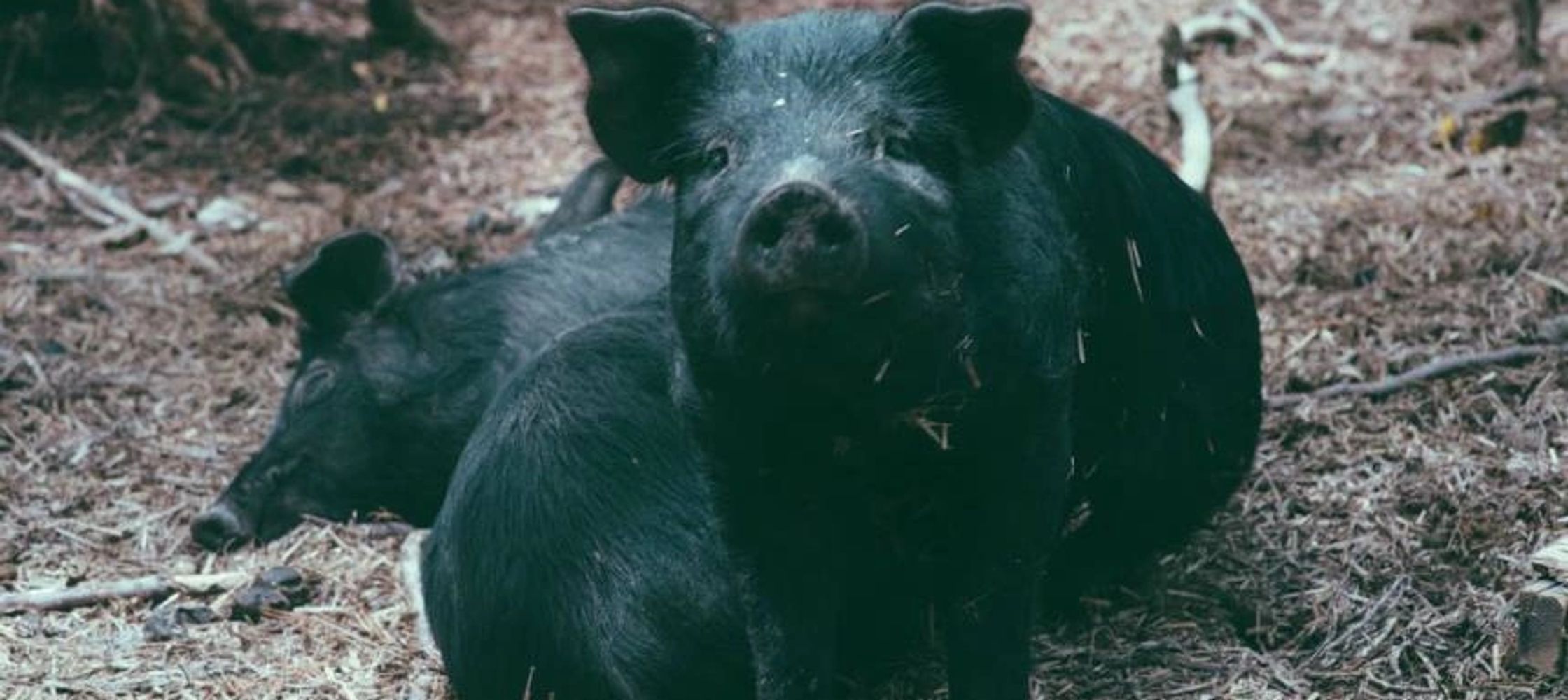 young Mulefoot pigs