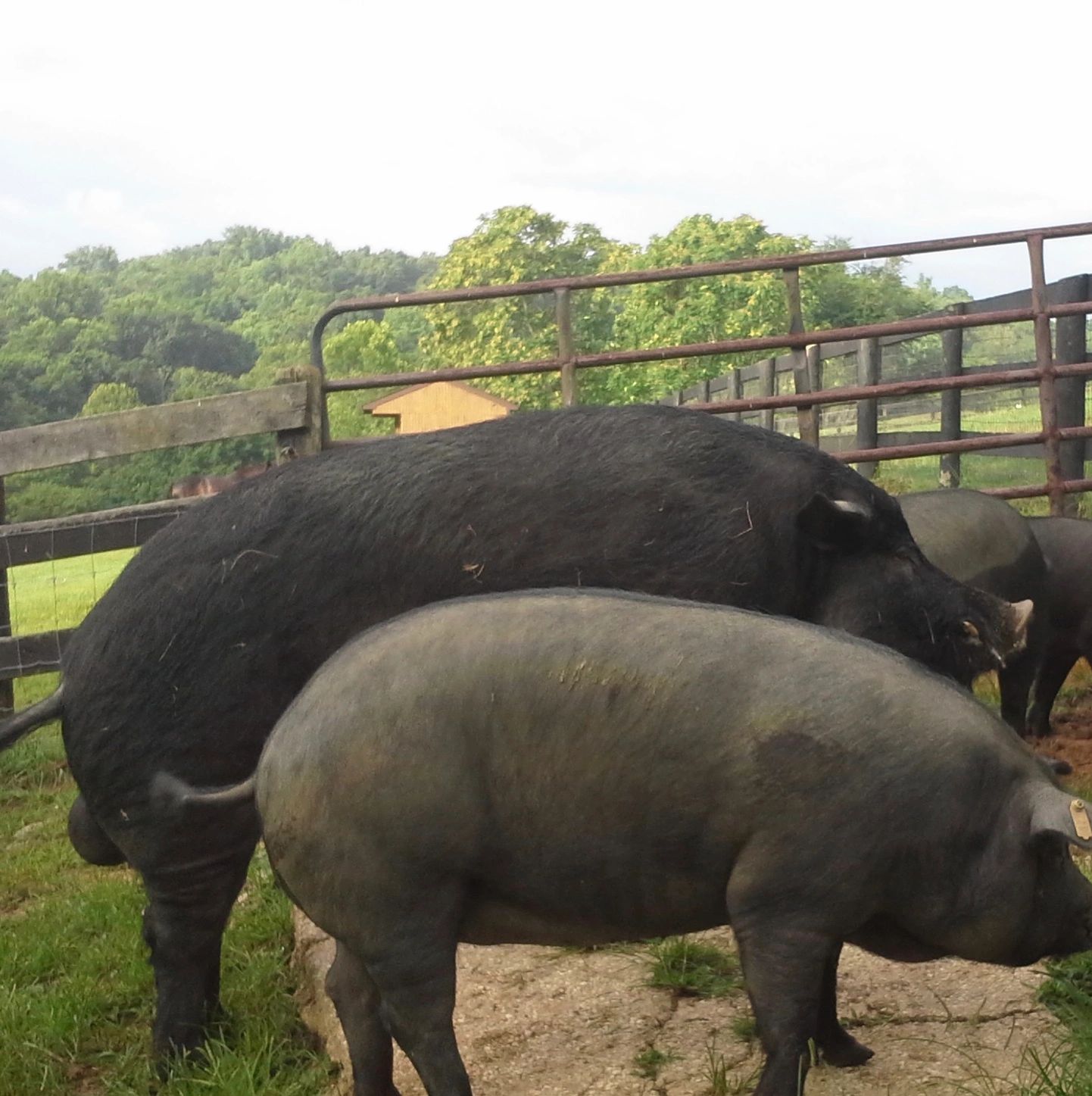 American Mulefoot Hog boar with new American Mulefoot Hog gilts