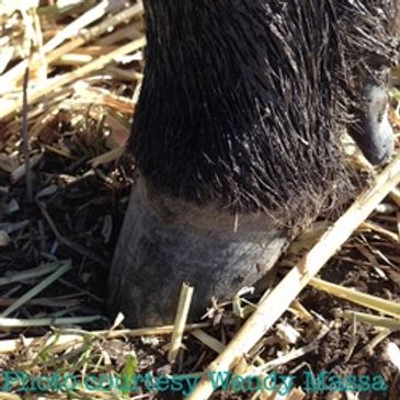 Close-up hoof of an American Mulefoot Hog specimen.