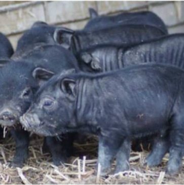 Wrinkles and round bellies, cuteness overload of American Mulefoot Hog piglet litter.