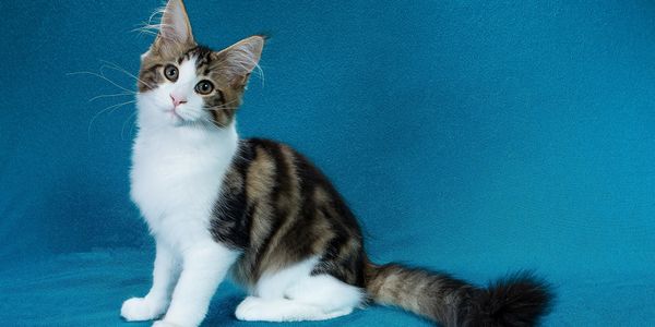 A fluffy cat with a curious expression sitting on a blue backdrop.