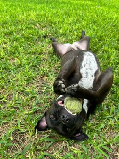 Dog lying on grass with a tennis ball in its mouth.
