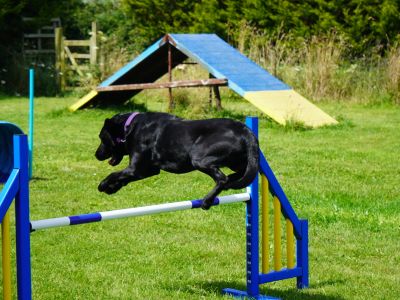 Black dog jumping over an agility hurdle on a grassy field.