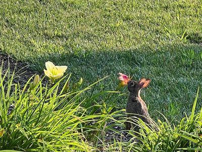 Rabbit sniffing a flower in a garden.